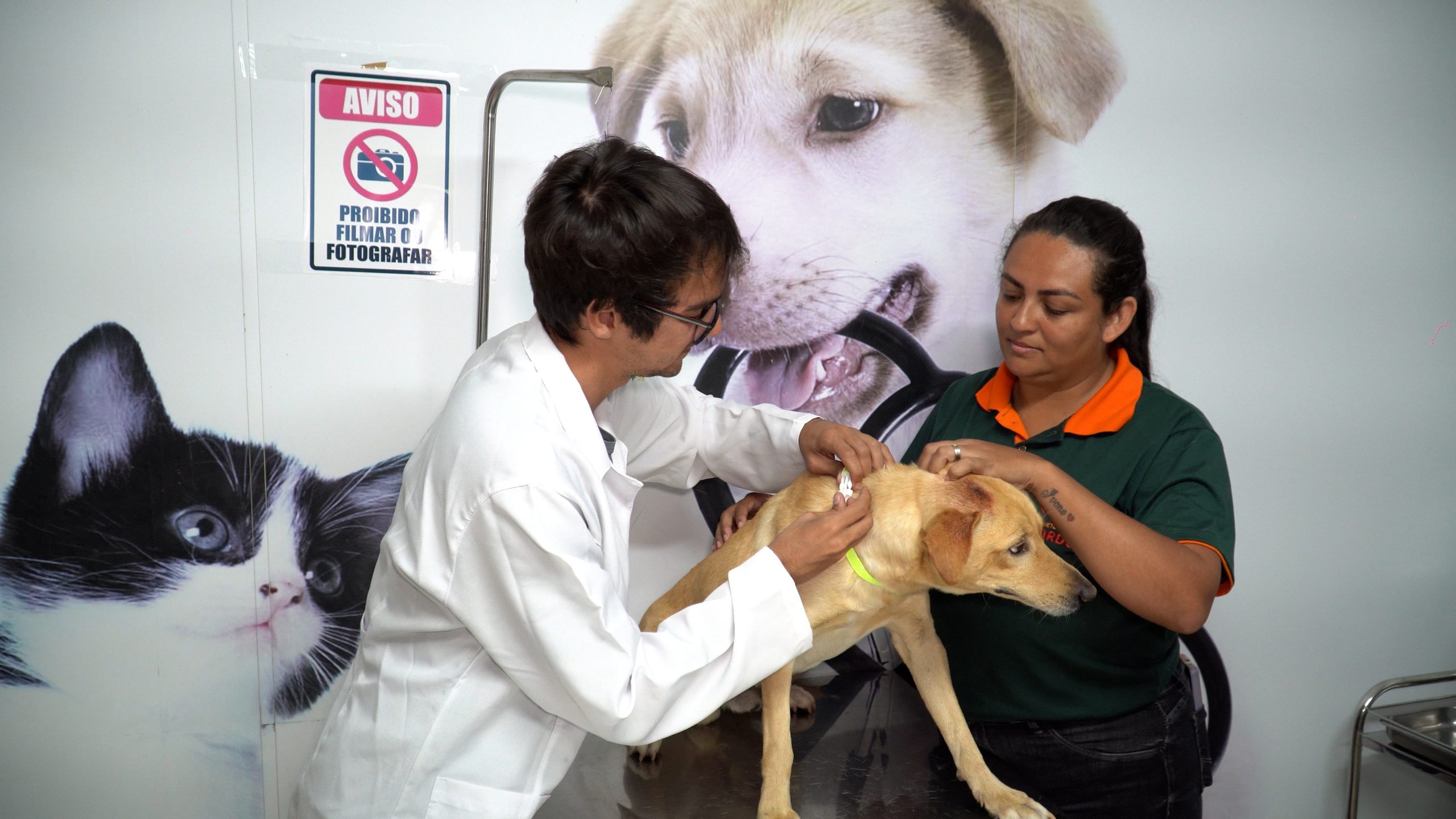 Santana de Parnaíba realiza identificação dos animais de rua através de coleira com QR Code