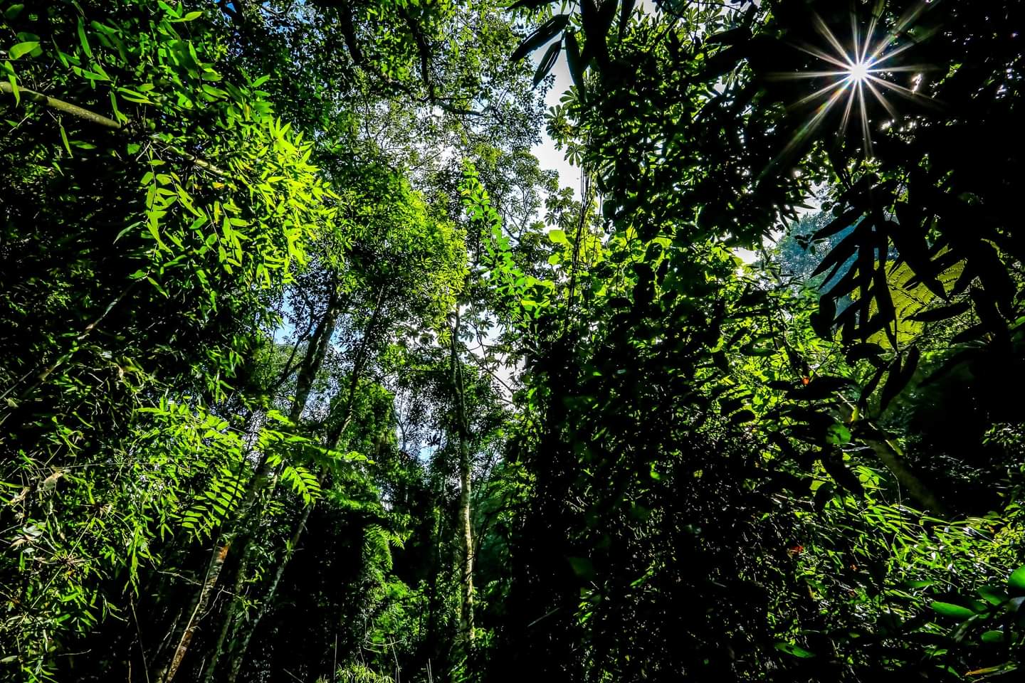 Dia da Mata Atlântica: Santana de Parnaíba possui uma das maiores áreas do bioma no país
